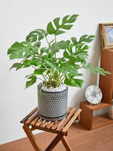 ҥ󥹥ƥ<img class='new_mark_img2' src='https://img.shop-pro.jp/img/new/icons15.gif' style='border:none;display:inline;margin:0px;padding:0px;width:auto;' />