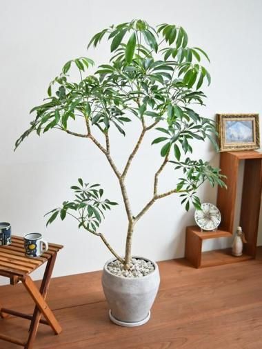 大型インテリア観葉植物 大型の観葉植物 - tree tree ～おしゃれな観葉植物 通販/interior
