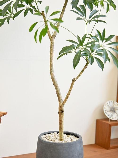 シェフレラ 112502 販売・通販 ［詳細ページ］ *tree tree*