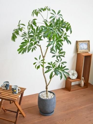 大型の観葉植物 - tree tree ～おしゃれな観葉植物 通販/interior