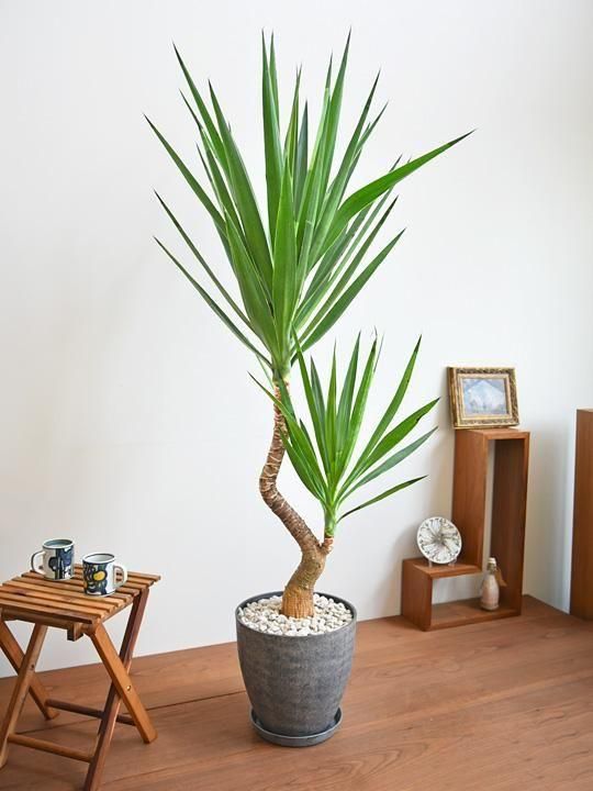 ユッカエレファンティペス-③ ユッカ・エレファンティペス – 鉢人Green