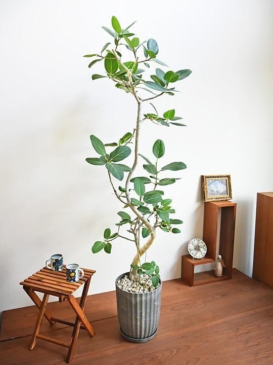 フィカス・ベンガレンシス 112502 通販 ［詳細ページ］ *tree tree*