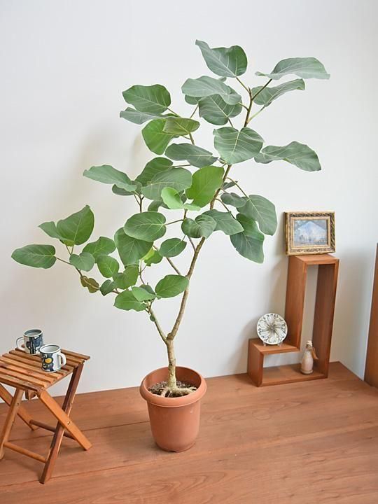 フィカス・エベレスト 112501 販売・通販 ［詳細ページ］ *tree tree*