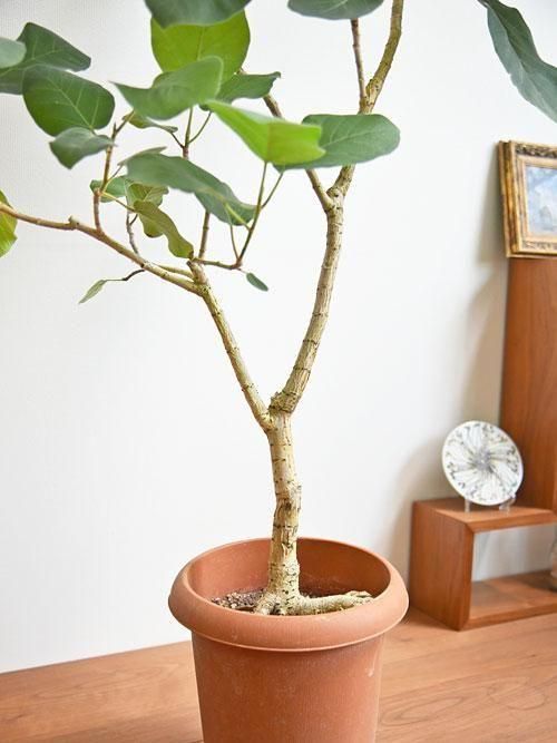 フィカス・エベレスト 112501 販売・通販 ［詳細ページ］ *tree tree*