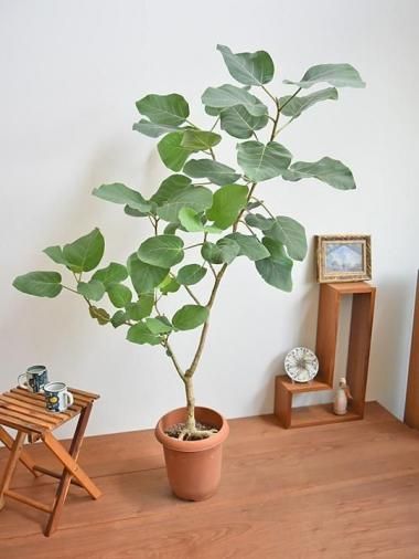 ե٥쥹<img class='new_mark_img2' src='https://img.shop-pro.jp/img/new/icons15.gif' style='border:none;display:inline;margin:0px;padding:0px;width:auto;' />