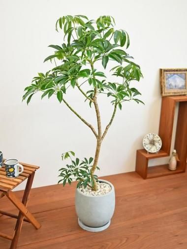 ե<img class='new_mark_img2' src='https://img.shop-pro.jp/img/new/icons15.gif' style='border:none;display:inline;margin:0px;padding:0px;width:auto;' />