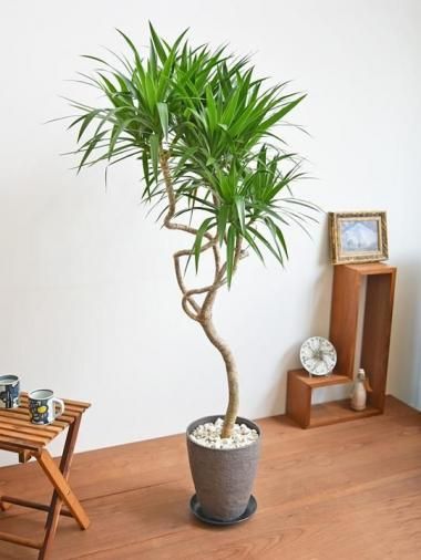 ɥ饻ʡʥӡ<img class='new_mark_img2' src='https://img.shop-pro.jp/img/new/icons15.gif' style='border:none;display:inline;margin:0px;padding:0px;width:auto;' />