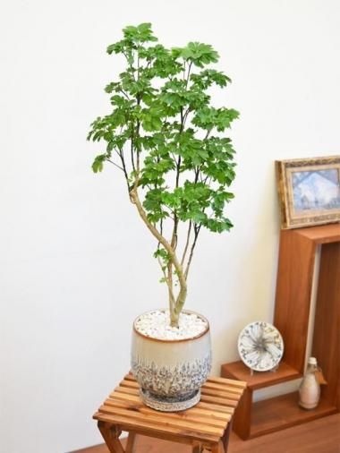 ݥꥷ㥹Хե饤<img class='new_mark_img2' src='https://img.shop-pro.jp/img/new/icons15.gif' style='border:none;display:inline;margin:0px;padding:0px;width:auto;' />