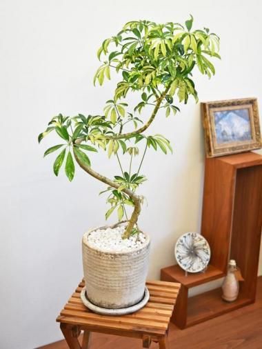 ե顦åեꥢ<img class='new_mark_img2' src='https://img.shop-pro.jp/img/new/icons15.gif' style='border:none;display:inline;margin:0px;padding:0px;width:auto;' />