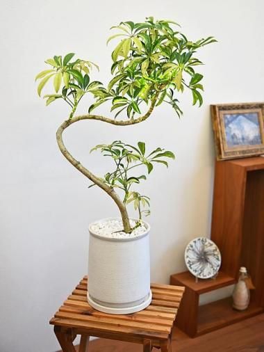 tree tree ～おしゃれな観葉植物 通販/interior plants shop～