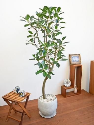 140～200cm - tree tree ～おしゃれな観葉植物 通販/interior plants