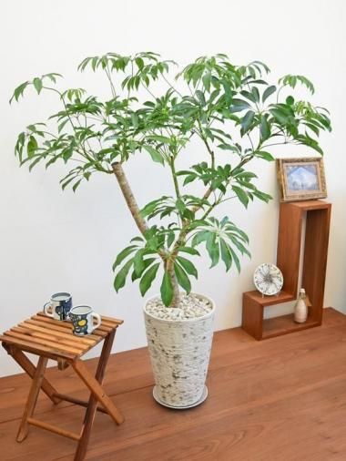 ե<img class='new_mark_img2' src='https://img.shop-pro.jp/img/new/icons15.gif' style='border:none;display:inline;margin:0px;padding:0px;width:auto;' />