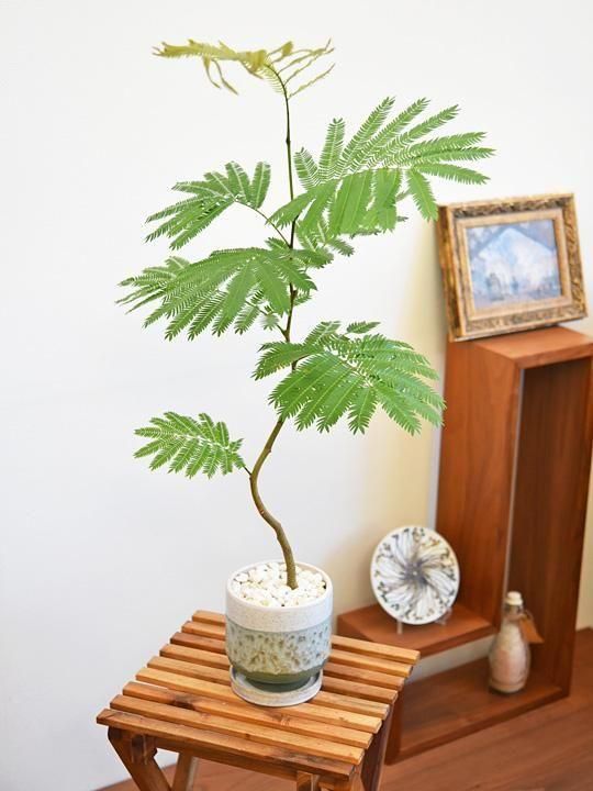 エバーフレッシュ エバーフレッシュ 112501 販売・通販 ［詳細ページ］ *tree tree*