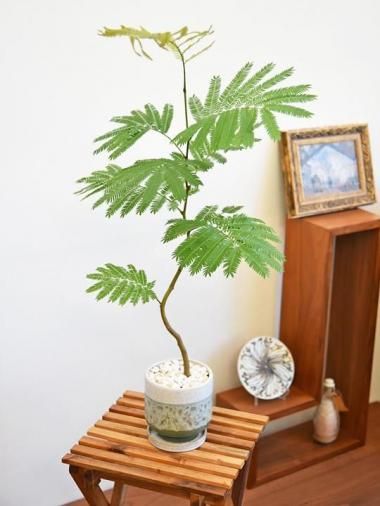 Сեå<img class='new_mark_img2' src='https://img.shop-pro.jp/img/new/icons15.gif' style='border:none;display:inline;margin:0px;padding:0px;width:auto;' />