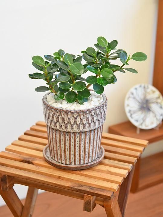 パンダガジュマル 112501 販売・通販［詳細ページ］ *tree tree*