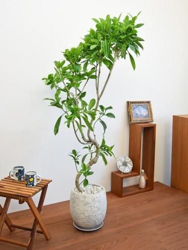 ե饨<img class='new_mark_img2' src='https://img.shop-pro.jp/img/new/icons15.gif' style='border:none;display:inline;margin:0px;padding:0px;width:auto;' />