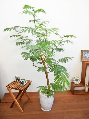 ���С��ե�å���<img class='new_mark_img2' src='https://img.shop-pro.jp/img/new/icons15.gif' style='border:none;display:inline;margin:0px;padding:0px;width:auto;' />