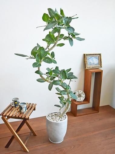 トロピカルプラント 大型観葉植物 トロピカルプラント 大型観葉植物 楽天市場】【全品10％OFFｾｰﾙ開催中