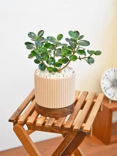 �ѥ��������ޥ�<img class='new_mark_img2' src='https://img.shop-pro.jp/img/new/icons15.gif' style='border:none;display:inline;margin:0px;padding:0px;width:auto;' />