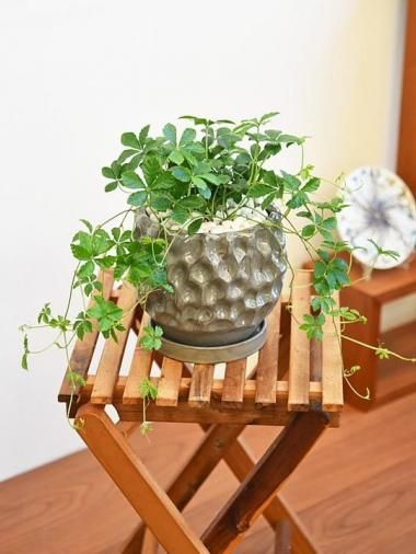 ���奬���Х���<img class='new_mark_img2' src='https://img.shop-pro.jp/img/new/icons15.gif' style='border:none;display:inline;margin:0px;padding:0px;width:auto;' />