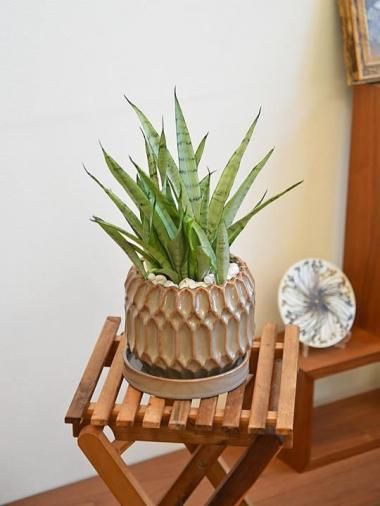 ���󥹥٥ꥢ������С��ץ�󥻥�<img class='new_mark_img2' src='https://img.shop-pro.jp/img/new/icons15.gif' style='border:none;display:inline;margin:0px;padding:0px;width:auto;' />