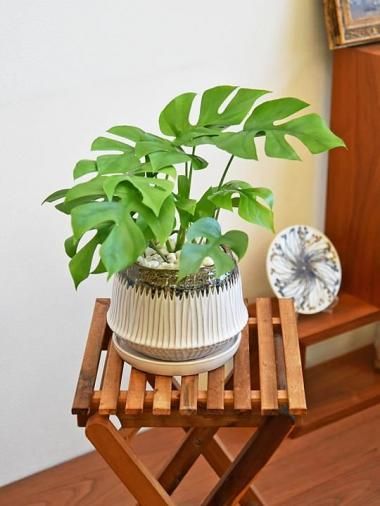 �ҥ��󥹥ƥ�<img class='new_mark_img2' src='https://img.shop-pro.jp/img/new/icons15.gif' style='border:none;display:inline;margin:0px;padding:0px;width:auto;' />