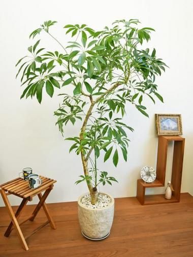 �����ե��<img class='new_mark_img2' src='https://img.shop-pro.jp/img/new/icons15.gif' style='border:none;display:inline;margin:0px;padding:0px;width:auto;' />