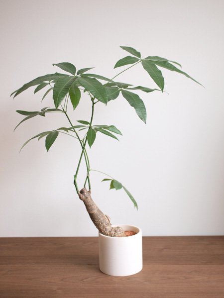 パキラ Tree Tree おしゃれな観葉植物 通販 Interior Plants Shop