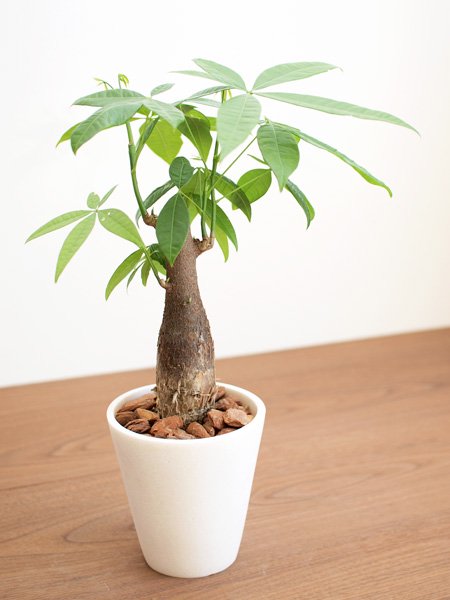 パキラ Tree Tree おしゃれな観葉植物 通販 Interior Plants Shop