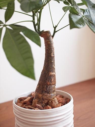 パキラ セラミス植え 通販 ［詳細ページ］ tree tree