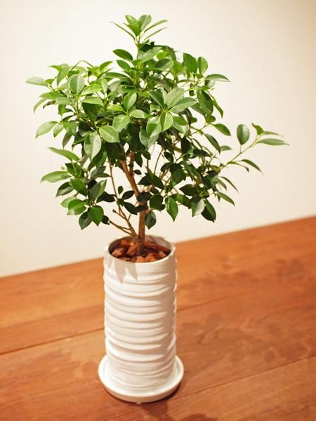 フィカス・ナナ 販売・通販 ［詳細ページ］ *tree tree*