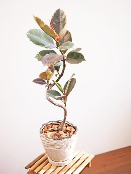 フィカス・ルビー 販売・通販 ［詳細ページ］ *tree tree*