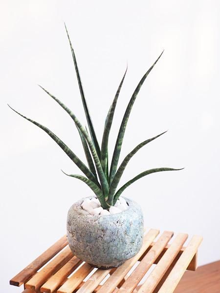 サンスベリア ファーンウッド 販売 通販 詳細ページ Tree Tree サンスベリア ファーンウッド 販売 通販 詳細ページ Tree Tree