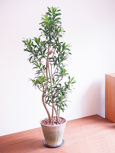 ドラセナリフレクサ*プレオメラ‼️樹形綺麗！ボリューム◎高さ145◎ 観葉植物