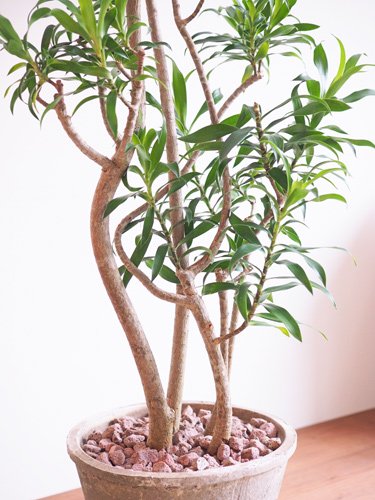 ドラセナ・プレオメレ・コンパクタ 販売・通販［詳細ページ］ *tree tree*