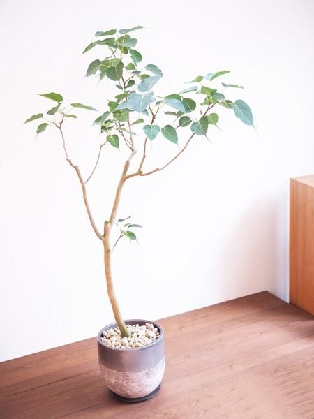 インドボダイジュ 販売 通販 詳細ページ Tree Tree