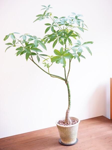 パキラ 販売 通販 詳細ページ Tree Tree