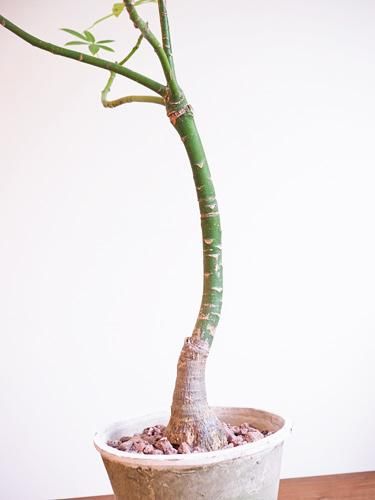 パキラ 販売・通販 ［詳細ページ］ *tree tree*