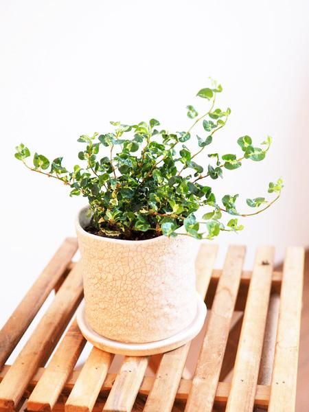 プミラ・コアラ 販売・通販［詳細ページ］ *tree tree*
