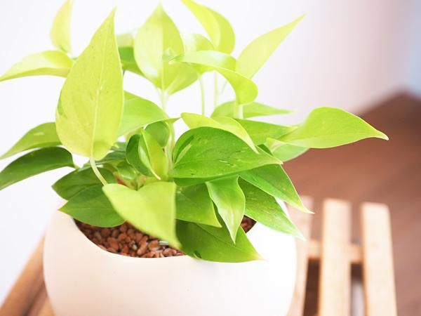ポトス・ライムコンパクト セラミス植え 販売・通販［詳細ページ