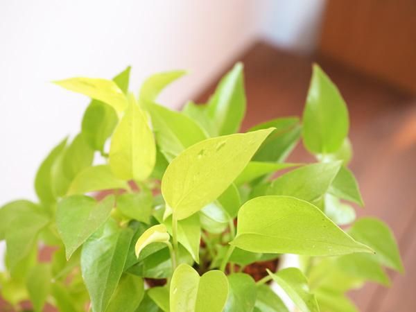 ポトス・ライムコンパクト セラミス植え 販売・通販［詳細ページ