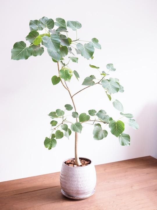 フィカス ペティオラリス 販売 通販 詳細ページ Tree Tree