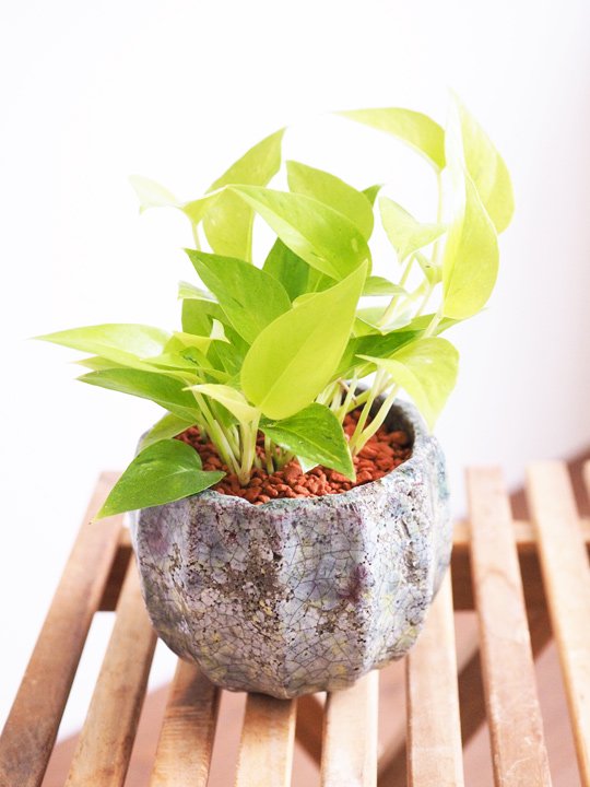 【観葉植物】レアポトス　ライムコンパクト　鉢ごと