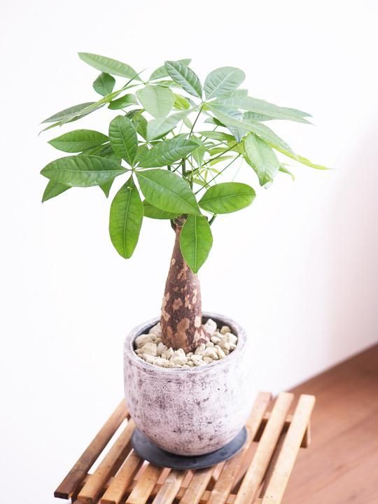 パキラ植物 楽天市場】（観葉植物）パキラ 4号（1鉢） : charm 楽天市場店