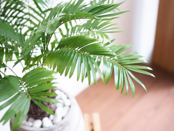 ザミア・フロリダーナ 販売・通販 *tree tree*