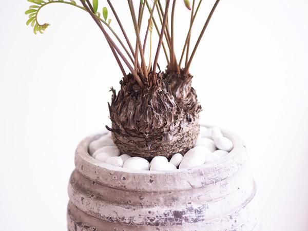 ザミア・フロリダーナ 販売・通販 *tree tree* ザミア・フロリダーナ 販売・通販 *tree tree*