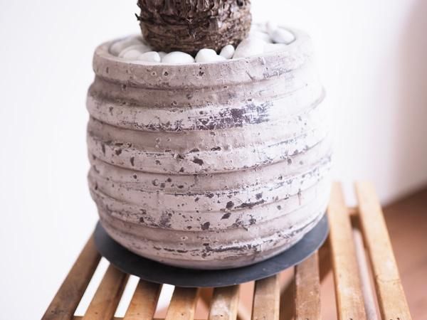 ザミア・フロリダーナ 販売・通販 *tree tree* ザミア・フロリダーナ 販売・通販 *tree tree*
