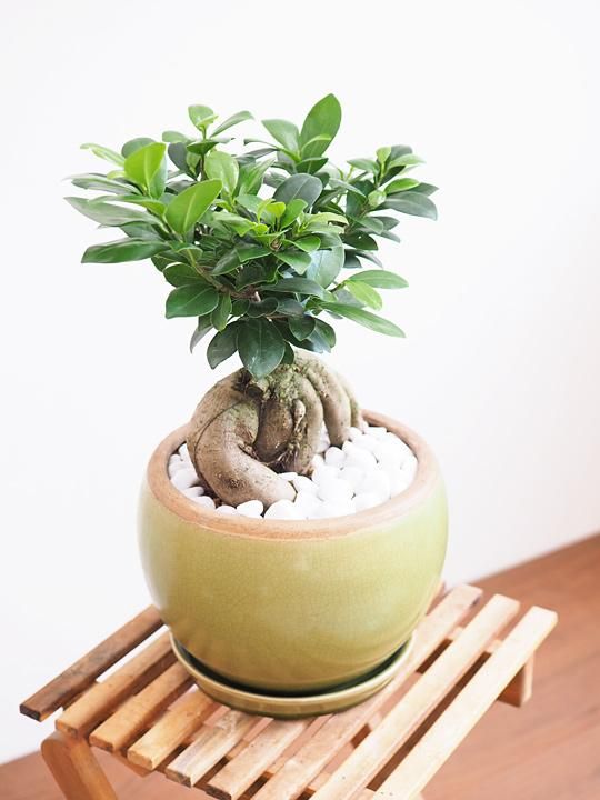 ガジュマル 販売・通販［詳細ページ］ *tree tree*