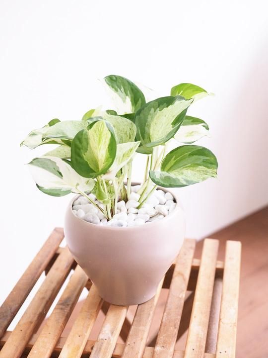 ポトス ステータス 販売 通販 詳細ページ Tree Tree ポトス ステータス 販売 通販 詳細ページ Tree Tree