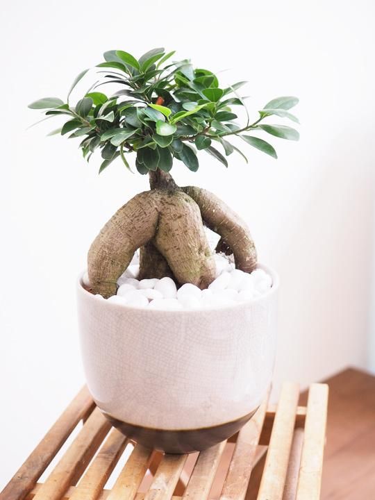 ガジュマル 販売 通販 詳細ページ Tree Tree ガジュマル 販売 通販 詳細ページ Tree Tree